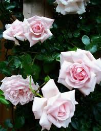 Pin By Shweta Anand On 1 A File General Rose New Dawn Climbing Rose Pretty Flowers