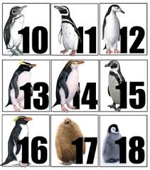 Penguin Themed Calendar Numbers Math Tub Pieces