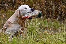 What are the predators for golden retrievers? Golden Retriever Wikipedia