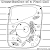> you should be able to draw an average animal cell with 3. 1