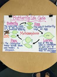 Butterfly Life Cycle Anchor Chart Subbing For Ms Frizzle