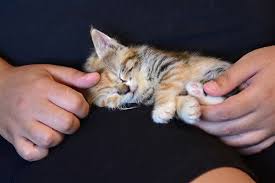 Cats & kittens for adoption rehoming. Fosters Needed In Nyc At The Aspca Aspca