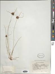 Image result for Pycreus niger