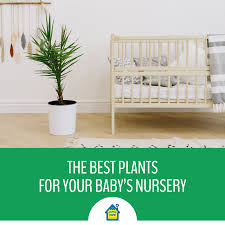 Looking for a small, big, rare and exclusive plants? The Best Plants For Your Baby S Nursery Country Home Learning Center