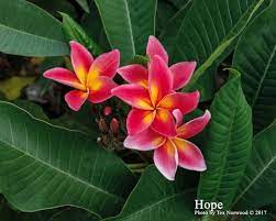 Pin On Plumerias