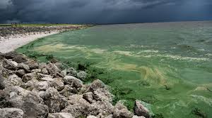 DEP: Pollution levels in Lake O decreasing; actual data contradicts claim