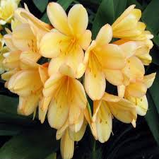 Image result for Clivia miniata