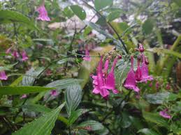Image result for Strobilanthes hamiltoniana