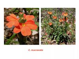 Image result for Crossandra mucronata