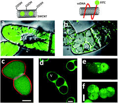 Jul 25, 2021 · general features of plant cell. Nanobiotechnology Meets Plant Cell Biology Carbon Nanotubes As Organelle Targeting Nanocarriers Rsc Advances Rsc Publishing