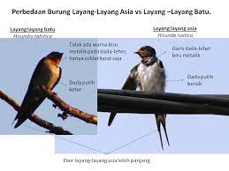 Antara kajian yang telah saya jalankan dan terbukti allah s.w.t mengizinkan bagi menyembuhkan bagi pesakit seperti berikut dengan mengamalkan pemakanan. Burung Layang Layang Nimadesriandani