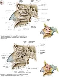 The two slender nasal bones located in the midline of the face fuse to form the bridge of the noise and also articulate with the frontal, ethmoid and they are spongy and curled in shape; Nasal Cavity Nose Atlas Of Anatomy