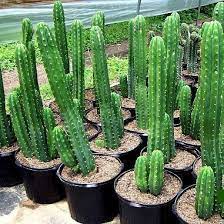¡todo sobre el cactus san pedro!, con fotografías y videos para conocerlo e identificarlo. 63 Cactus Plant San Pedro Pedrito Ideas In 2021 San Pedro Cacti Cacti And Succulents Cactus