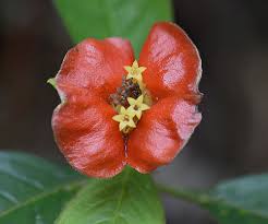 Image result for Psychotria auxopoda