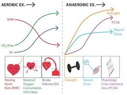 Carbohydrates are the primary source of energy for all body functions and muscular exertion. Anaerobic Exercise Physiopedia