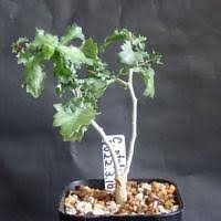 Image result for Commiphora pteleifolia