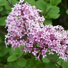 Image result for Syringa meyeri ´Palibin