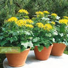 Image result for Delairea odorata