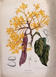 Image result for Englerodendron mengei