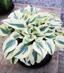 We did not find results for: Funkia Firn Line Hosta Albamar Hosta Plants Garden Plant Pots Hostas