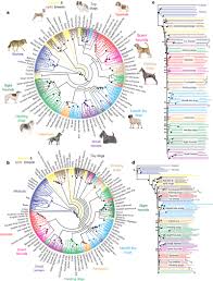 30 Matter Of Fact Canine Breeding Chart