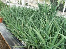 Image result for Aloe munchii