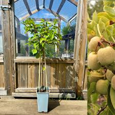 Image result for foto minikiwi