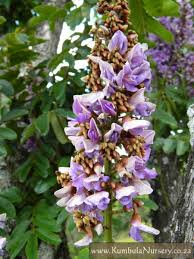 Image result for Millettia grandis