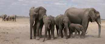 They communicate by touch, sight, smell, and sound; Elephants Are Socially Complex