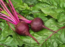 Here are 20 vegetables that grow well when planted in late summer. Planting Summer Vegetables For Late Season Fall Harvest