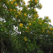 Image result for Pterocarpus rotundifolius