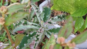 Image result for Monadenium pedunculatum