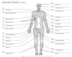 Human muscular system anatomy posters muscles structure print anatomical decor medical the human muscular system anatomy poster 18 x 24 muscle anterior and posterior chart. Pin On Middle School Pe