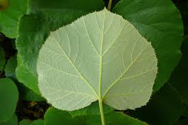 Image result for Rubus iringanus