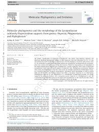 Image result for Huperzia dacrydioides