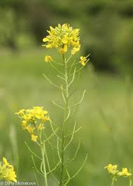 Image result for Erucastrum