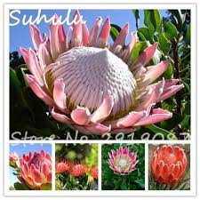 Visit To Buy Rare Beautiful Flower Seeds 150 Particles Mixed Colors Protea Seeds The Budding Rate 95 Easy To Grow Diy Hom Flower Seeds Bonsai Flower Flowers