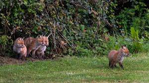 We did not find results for: Urban Foxes Love Them Or Loathe Them Your Garden Is Their Den