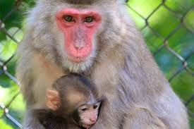 Check spelling or type a new query. The Animal Farm Petting Zoo Long Island Ny Field Trip Directory