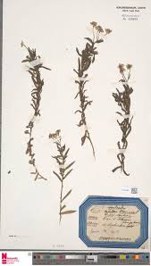 Image result for Platycoryne pervillei