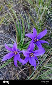 Image result for Psychotria linearisepala