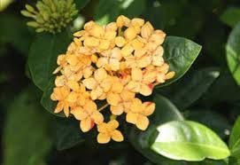 Image result for Ixora seretii