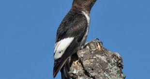Bird Red Head Brown Body Red Headed Woodpecker Bird Life List Woodpecker Ornithology