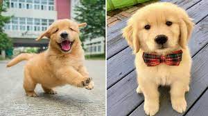 The most recent published articles. Funniest Cutest Golden Retriever Puppies 26 Funny Puppy Videos 2020 Iongreenville Your Guide To Greenville South Carolina