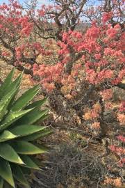 Image result for Searsia gueinzii