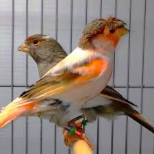 Sylvie Tailly Adli Kullanicinin Birds Panosundaki Pin Kus Evcil Hayvanlar Hayvanlar