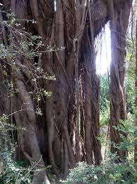 Image result for Ficus craterostoma