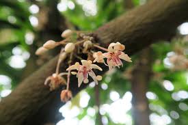 New York Botanical Garden