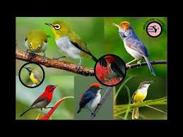 Suara Pikat Semua Burung Om Kicau Berbagai Suara Suara pikat semua jenis burung besar dan kecil liar 2020. suara pikat semua burung om kicau