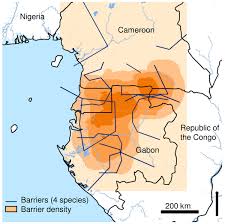 Image result for Strombosiopsis tetrandra